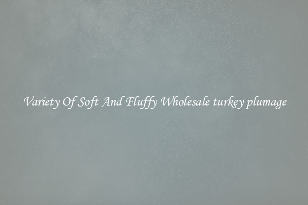 Variety Of Soft And Fluffy Wholesale turkey plumage