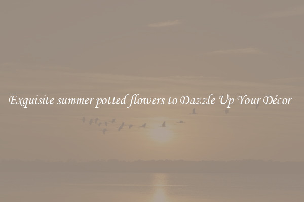 Exquisite summer potted flowers to Dazzle Up Your Décor  